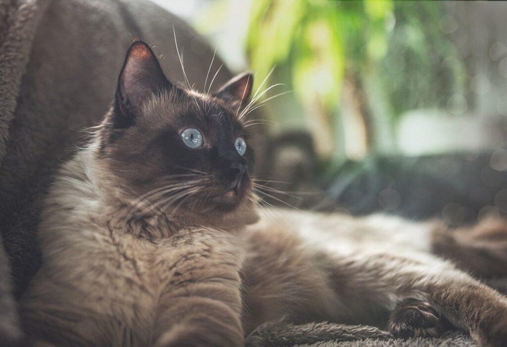 brown ragdoll cat