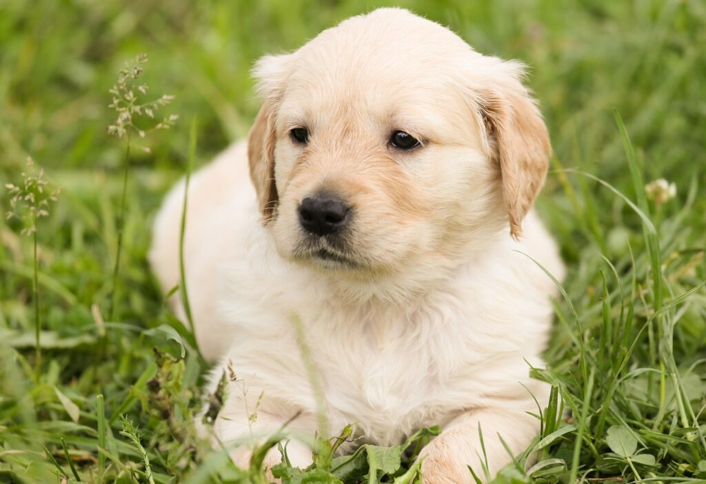 Golden Retriever puppies